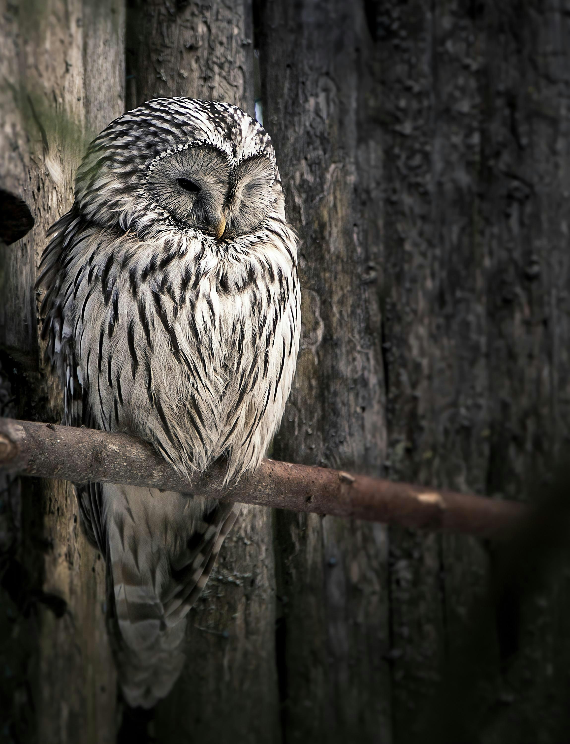 Owl Winking